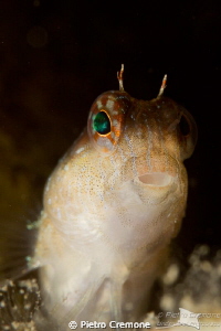 Timid blenny by Pietro Cremone 